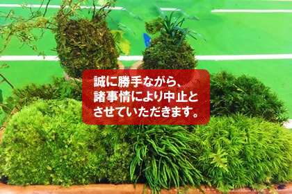 苔玉